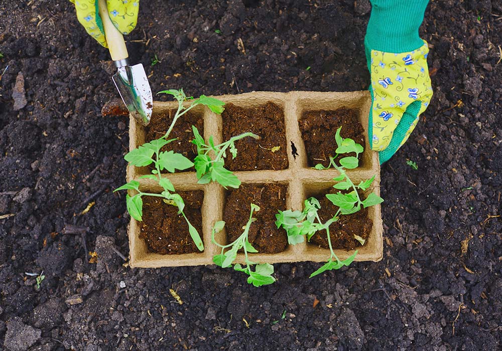 sprouts-in-soil